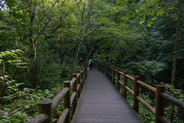 夏の上高地，遊歩道の景観／長野県