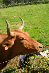 Vaca marrón en ladera de monte verde en Asturias