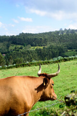 Vaca marrón en ladera de monte verde en Asturias