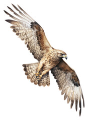 Fototapeta premium PNG Bird buzzard vulture drawing.