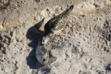 Bird Having a Fish Snack on the Beach