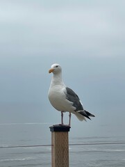 Seagull on a post 