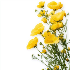 Canola Flower Isolated