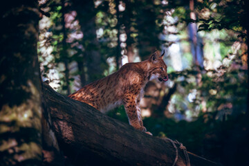 The hungry Lynx