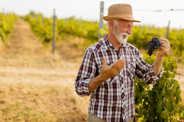 Elderly vineyard farmer joyfully inspects his ripe grapes during the sunny harvest season in a...