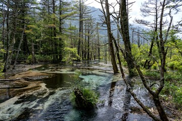 夏の上高地，岳沢湿原／長野県