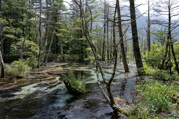 Obraz premium 夏の上高地，岳沢湿原／長野県