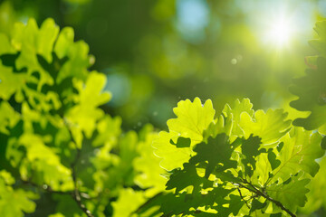 Bright green oak leaves illuminated by warm sunlight create vibrant and serene atmosphere in summer forest. Sunny summer weather in green forest