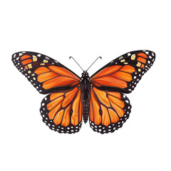 Naklejka premium butterfly, insect, isolated, white, wing, nature, wings, fly, moth, animal