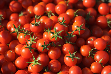 The row of organic red cherry tomatoes from the gardens. Group of fresh tomatoes