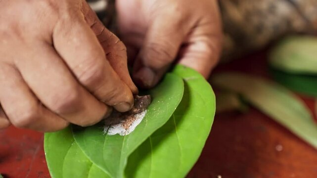 An asian woman prepares ingredients for betel nut chewing also called betel quid chewing or areca nut chewing