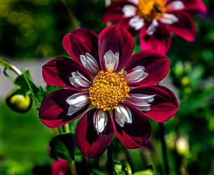 View of dahlia in the garden. Variety - Mary Evelyn