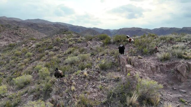 Andean condors (adult males) perched in the Andes mountain range. Eating dead cow.