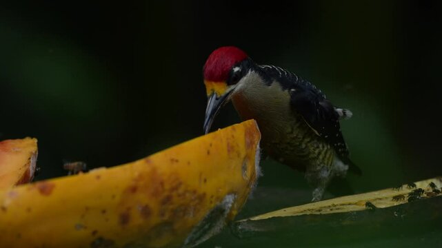 Woodpecker on the fruit feeder. Black-cheeked Woodpecker, animal behaviour, sitting on the branch with nest hole, bird in the nature habitat, Talamanca, Costa Rica.