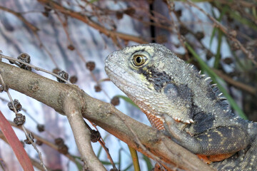 Lizard on branch