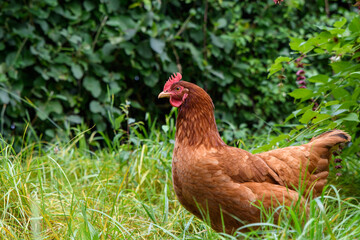 Chicken, free range garden hen. mixed breed red brown poultry. Columbian black tail.