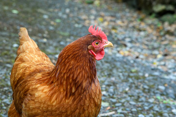 Chicken, free range garden hen. mixed breed red brown poultry. Columbian black tail.