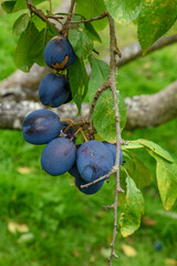 Plum harvesting, picking ripe fruit, fresh homegrown hand picked summer fruits, straight from the tree.