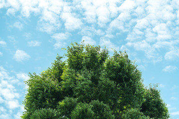 風に揺れる木の葉と空と雲