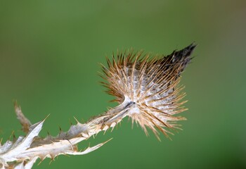 gewöhnliche Eselsdistel