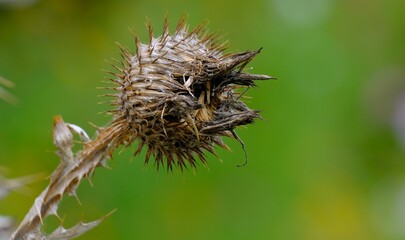gewöhnliche Eselsdistel