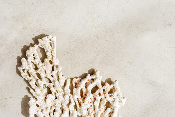 White piece of coral with sun shadow at sunlight, nature above view photo of textures corals on light beige grey concrete, minimal monochrome background with copy space neutral color
