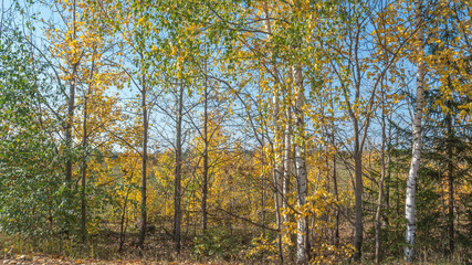 Fototapeta premium Rural dirt road in autumn. In autumn, trees with yellowed leaves grow along the country road. Trees with yellow leaves and a blue sky. Traveling by car in rural areas.
