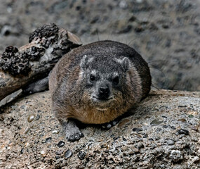 	
Rock hyrax also called rock badger and Cape hyrax. Latin name - Procavia capensis	
