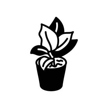 Red Aglaonema Plant Glyph Icon, Vector illustration
