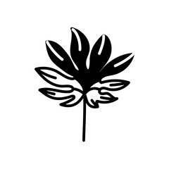 False Aralia Glyph Icon, Vector illustration