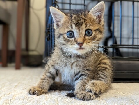 Portrait of a Pixiebob Kitten