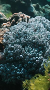 Zoanthus polyps opening in coral reef aquarium tank, timelapse 4k video