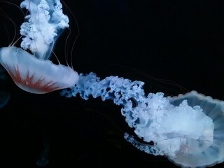 Vibrant orange blue jellyfish swimming in a deep dark ocean. Soft small jellyfish in the background. Blue colours. Infinite water. Red dots, floating red tentacles. Mysterious sea.