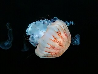 Vibrant orange blue jellyfish swimming in a deep dark ocean. Soft small jellyfish in the background. Blue colours. Infinite water. Red dots, floating red tentacles. Mysterious sea.