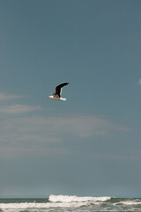 seagull in flight
