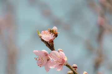 cherry blossom