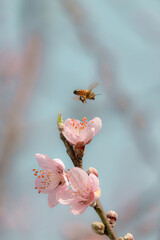 cherry blossom