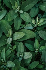 Fototapeta premium Salvia texture background, salvia divinorum pattern, sage leaves banner, aromatic herbs and greens mockup