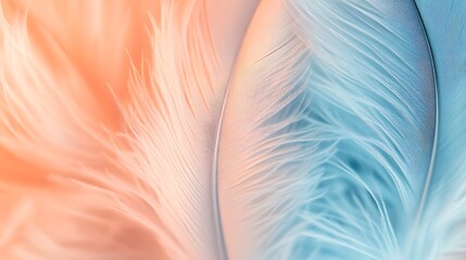 Fototapeta premium Abstract Blue and Peach Feathers Texture Background