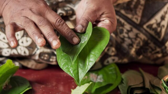 An asian woman prepares ingredients for betel nut chewing also called betel quid chewing or areca nut chewing