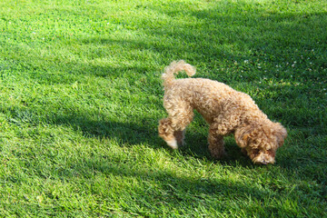 dog in grass, poodle puppy in grass