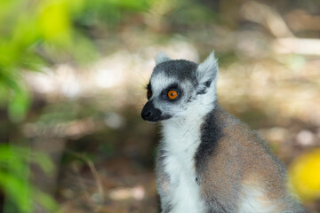 ring-tailed gray lemur in natural environment Madagascar.