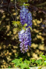 purple wisteria flowers in the garden