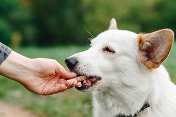 red and white Welsh Corgi Pembroke sits on trail in park with green grass in sunny summer day, takes tasty food and eats from owner hand, walking in park, dogwalking concept