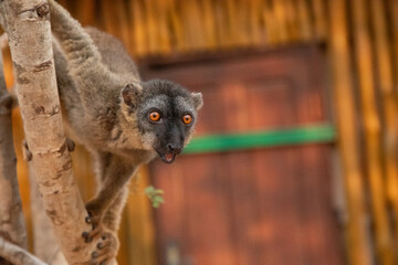 Cute brown lemur (Eulemur fulvus) with orange eyes.