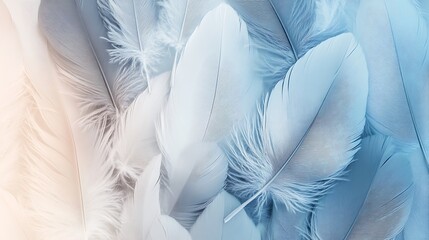 Soft Blue and White Feathers Texture Background