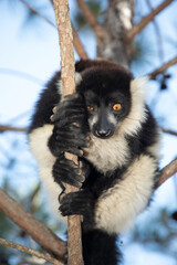 black and white ruffed lemur in its natural habitat, Madagascar