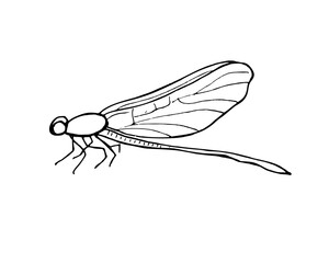 Sitting Dragonfly insect with folded wings vector isolated illustration on white background. Etching drawing of Damselfly in monochrome. Hand drawn element for tattoo, icon, greeting decor