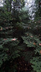 Dark forest entrance, Irondale River, Ontario