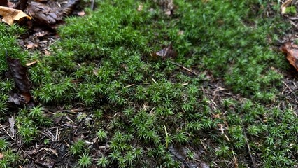 Moss found during a hike, Irondale River, Ontario